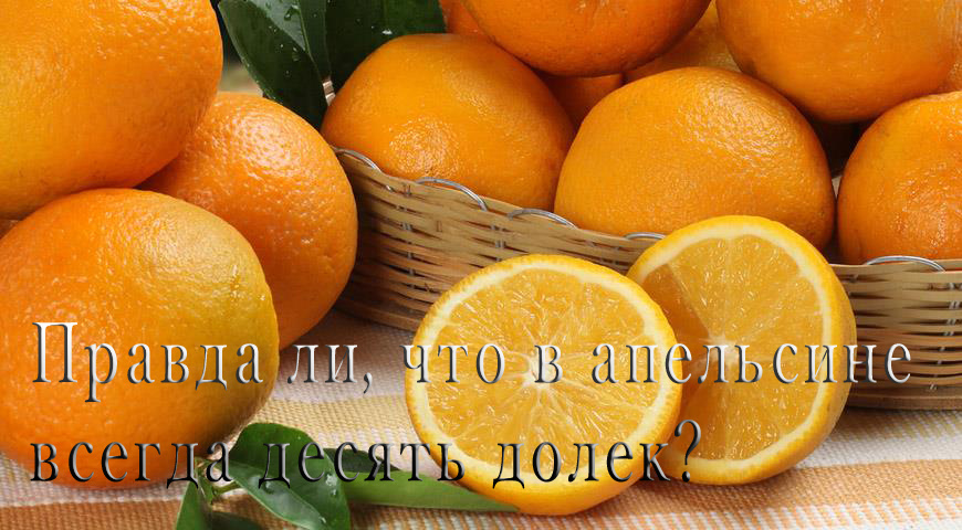 Нет, это неправда, что в апельсине всегда 10 долек. Количество долек может варьироваться в зависимости от сорта апельсина, его размера и условий выращивания. Обычно их бывает от 8 до 12.Апельсины – это кладезь полезных веществ и интересных фактов: * Источник витамина C: Апельсины известны высоким содержанием витамина C, который укрепляет иммунитет и помогает бороться с простудой.  * Богаты антиоксидантами: Они содержат различные антиоксиданты, которые помогают защитить клетки от повреждений и замедляют процесс старения. * Источник клетчатки: Апельсины содержат клетчатку, которая улучшает пищеварение и способствует нормализации уровня холестерина. * Разнообразие сортов: Существует огромное количество сортов апельсинов, отличающихся по цвету, вкусу и размеру. Например, пупочные апельсины имеют характерную пупочку на одном конце.  * История апельсина: Родина апельсинов – Юго-Восточная Азия. В Европу они попали благодаря мореплавателям. * Применение апельсинов: Апельсины используют не только в свежем виде, но и для приготовления соков, джемов, маринадов и даже косметических средств.Интересные факты: * Апельсиновое дерево может жить до 150 лет. * Кожура апельсина содержит эфирные масла, которые используются в ароматерапии. * Апельсиновый сок помогает снизить артериальное давление.
