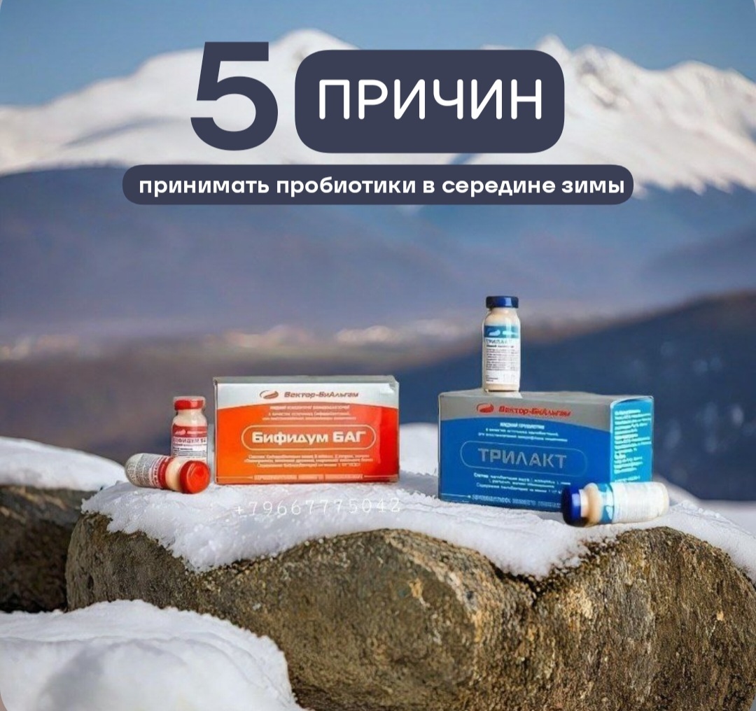 1. Профилактика авитаминоза: полезные бактерии необходимы для усвоения витаминов и минералов из пищи, они сами продуцируют витамины, а также «добывают» ценные нутриенты, расщепляя клетчатку.2. Поддержка иммунитета: защитные бактерии и их метаболиты помогают настраивать работу иммунных механизмов, повышают сопротивляемость организма инфекциям.3. Активация теплопродукции: представители микробиоты расщепляют углеводы и жирные кислоты, высвобождая большое количество тепловой энергии: организм расходует ее на «обогрев» внутренних органов.4. Повышение общего уровня энергии: пробиотические бактерии синтезируют в организме короткоцепочечные жирные кислоты – ценнейшие вещества, которые проникают через стену кишечника и оказывают общее положительное влияние на весь организм, снабжают энергии клетки легких, нервной системы, мышц, суставов, костей.5. Профилактика депрессии: бактерии помогают обезвреживать токсины, негативно влияющие на работу мозга. Их метаболиты позитивно влияют на образование нейромедиаторов, отвечающих за хорошее настроение.Рекомендованный курс продолжительностью 1 месяц1-10 день: Экофлор по 1 пакету 2 раза в день натощак.5-15 день: Трилакт по 0,5 флакона 2 раза в день (в дни, когда принимаются Экофлор и Трилакт одновременно, разносить их прием по времени на 1,5-2 часа).16-30 день Бифидум БАГ по 0,5 флакона 2 раза в день за 15 минут до еды.Подробнее о рекомендациях и схемах приема можно узнать: +79667775042📲💌 Вектор-БиАльгам Сочи❤️🫶😍❤️😘#пробиотики #ВекторБиАльгам #бифидобактерий #бифидумбаг #трилакт #иммунитетипробиотики #антибиотикиипробиотики #можнолиприниматьпробиотикивовремяприемапробиоиков