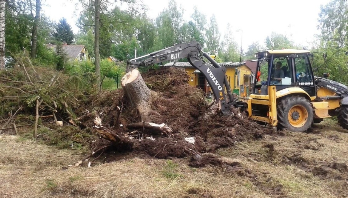 Рубка и корчевка деревьев
