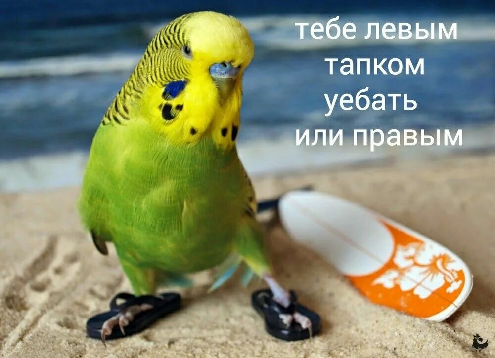 Рандомный мем с волнистым попугаям