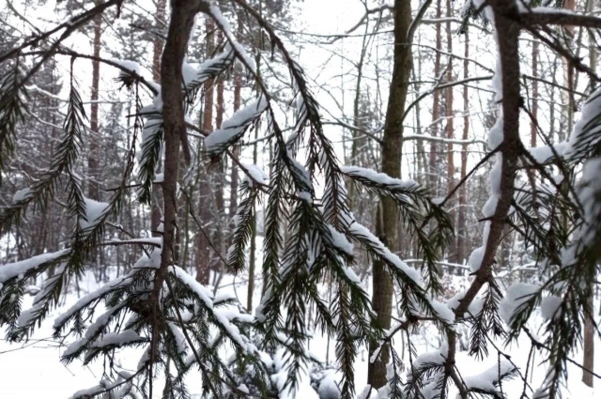    Оттепель придет в Новосибирск после сильных морозов до -30