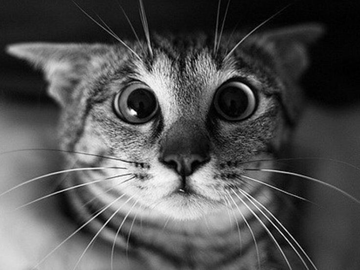 Не может быть! Это много! Источник Яндекс-картинки