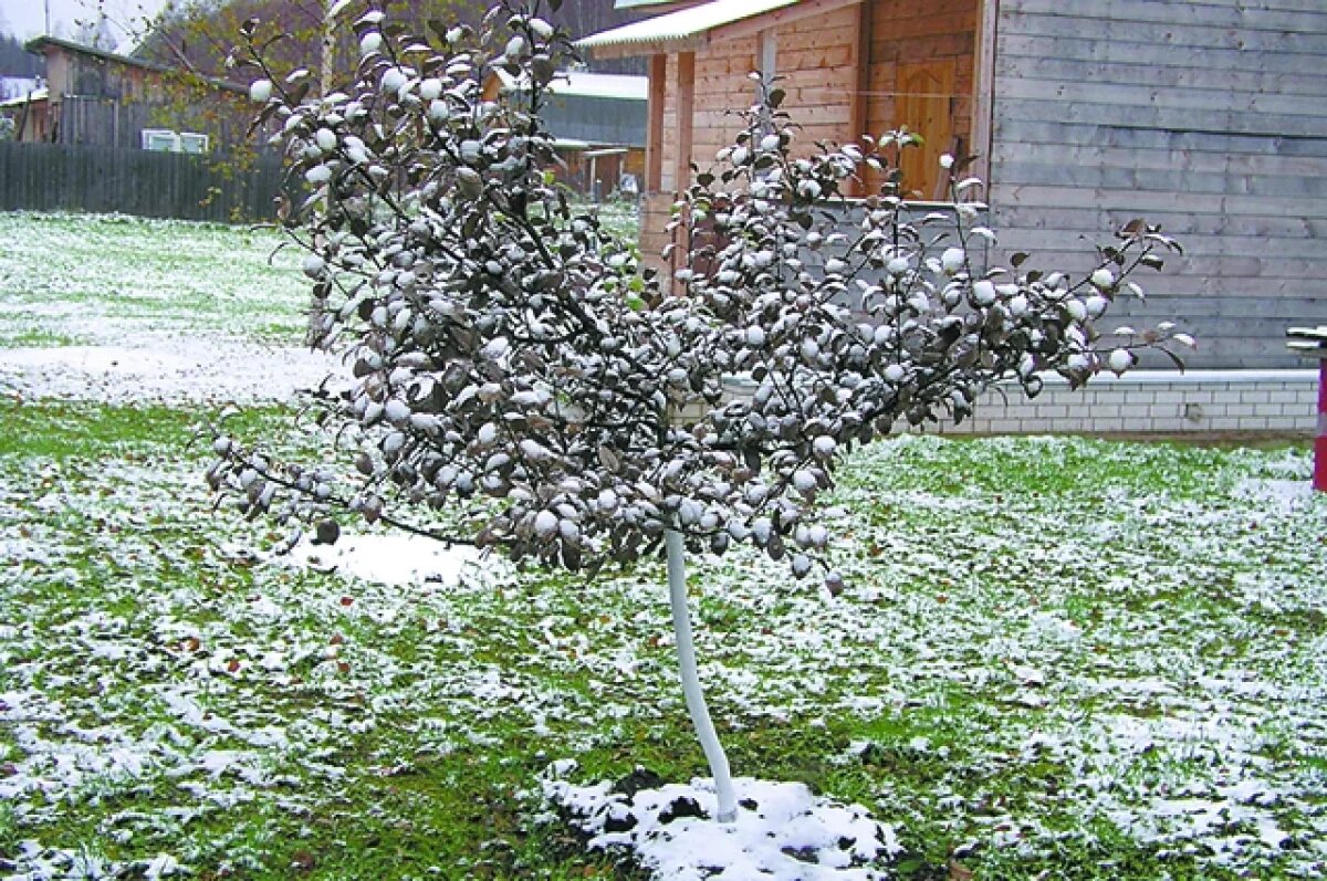    Агроном рассказала новосибирцам, как защитить растения от январских морозов