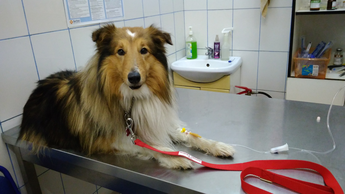 Это не сегодняшнее. Это 6 лет назад, когда моя миниатюрная собачка еще была более-менее миниатюрной ))