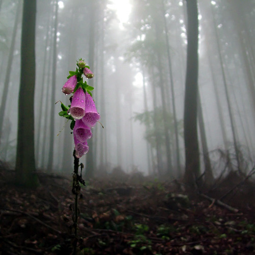 Картинка взята из открытых ресурсов интернета 