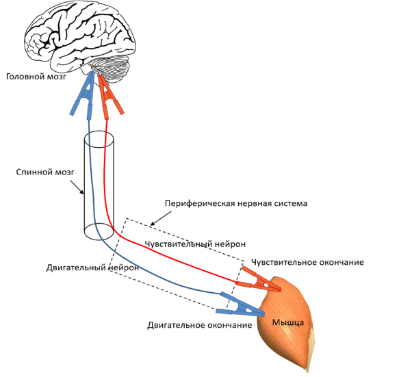 Физические нагрузки - это тренировка нервной системы