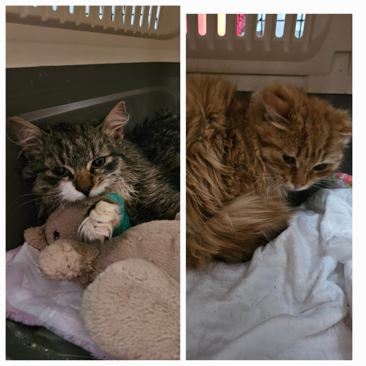 Фото автора. Маленькие.