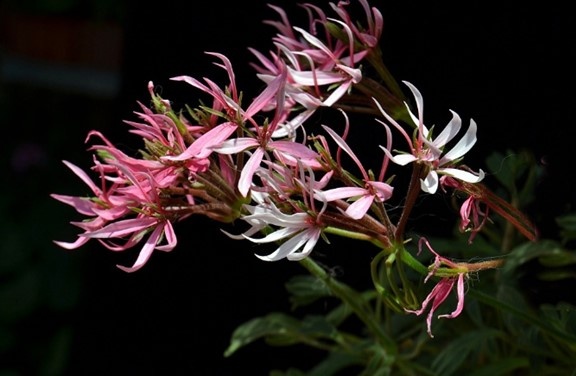 Фото Ирины Земмаш. Необычный вид её медузы.