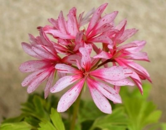 Фото Ирины Земмах