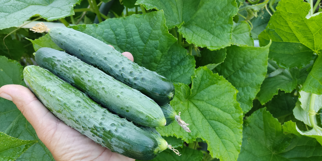 Вот какие огурцы 🥒 теперь сажем на даче каждый год и соседям советуем 🏡