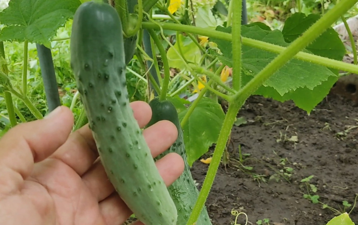 Для выращивания огурцов лучше всего подходят плодородные, рыхлые почвы с нейтральной кислотностью