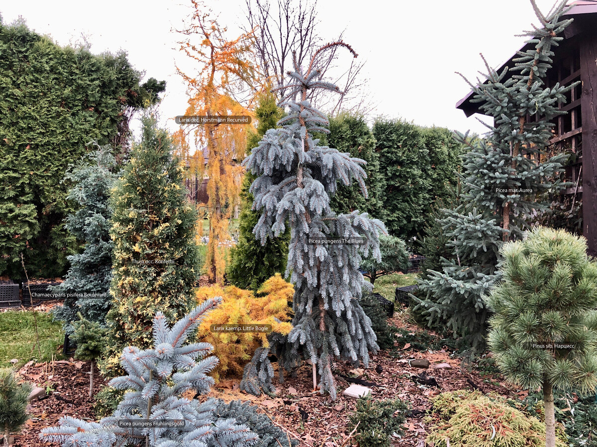 Сад Александра Русинова