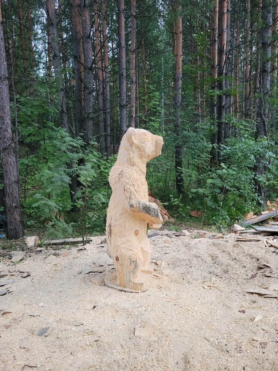 Август 2024. Будущий Мишка и на заднем плане сосны.