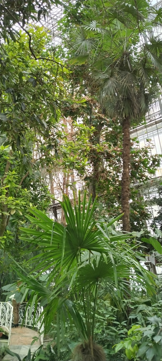 Первая оранжерея. Очень большая