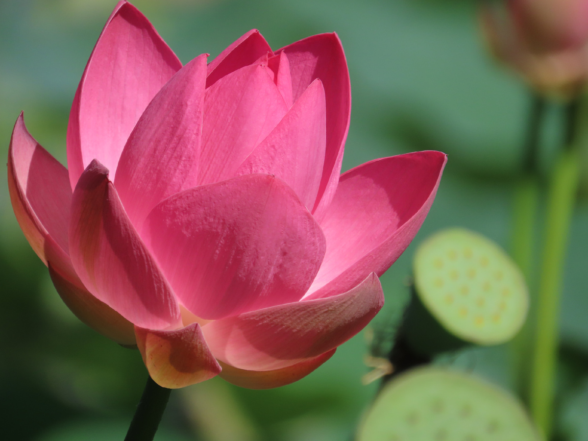 Цветение лотосов. Нежность и грация...