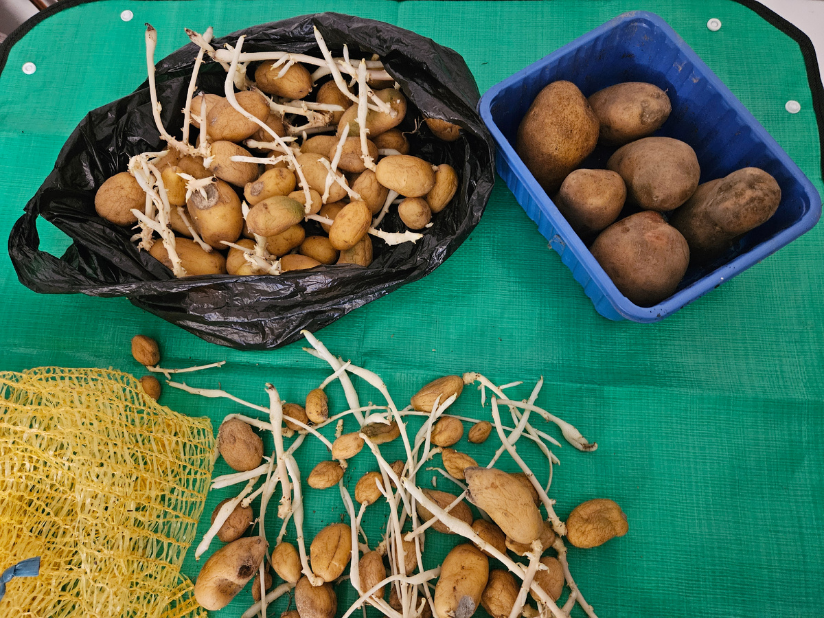 В чёрном мешке сорт Луизиана, в синей коробке - сорт Сорая