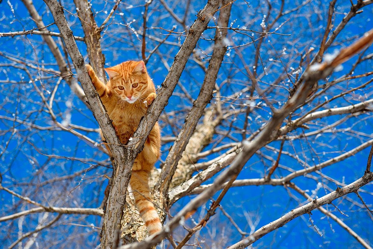    Фото: Kochergina Elena / Shutterstock.com