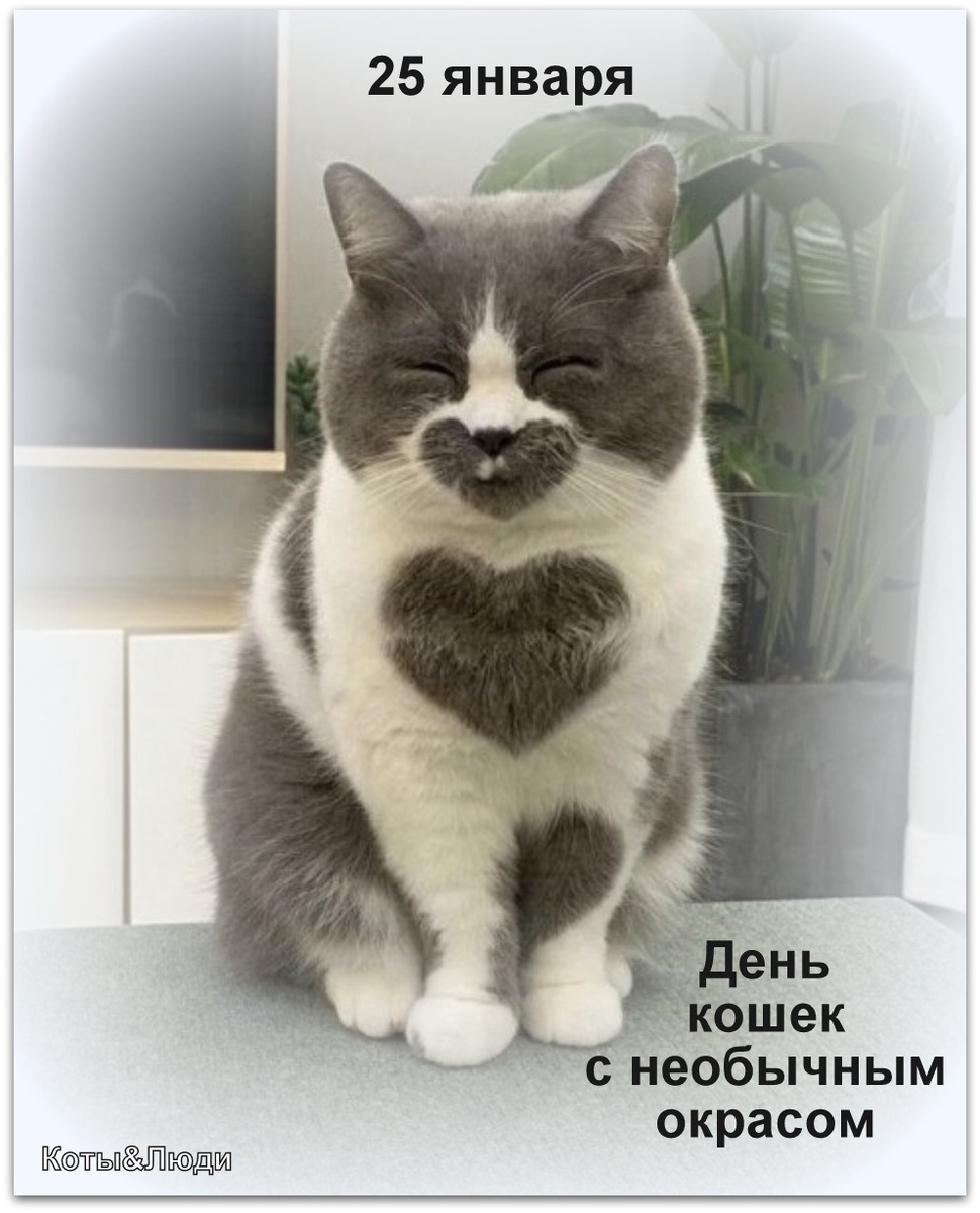 Коллаж автора. В коллаже использовано фото Елены Дядюк