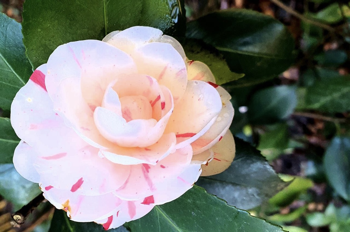    Фото: пресс-служба дендропарка «Южные культуры»