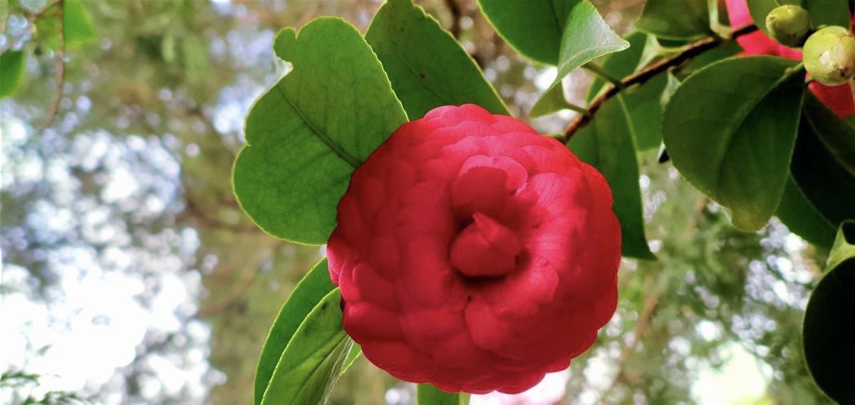    Фото: пресс-служба дендропарка «Южные культуры»