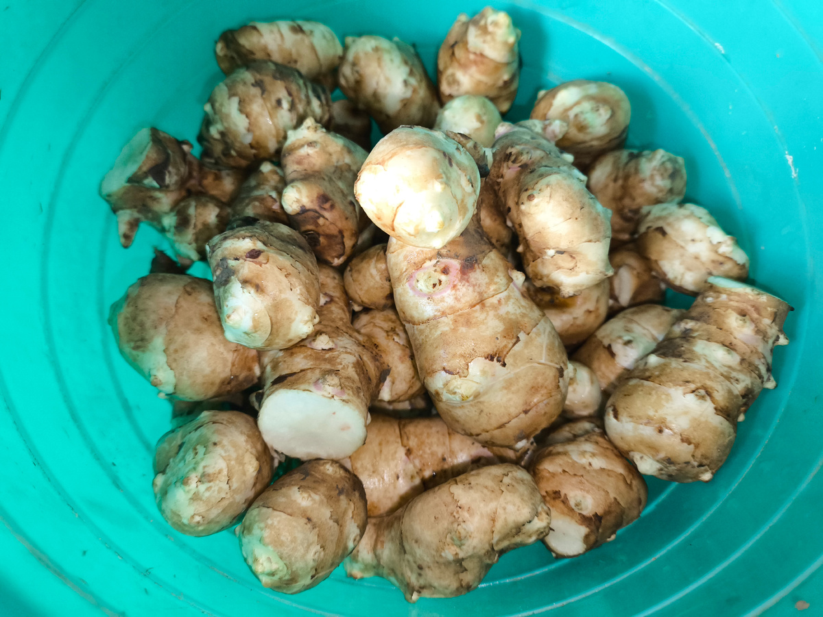 Тифлокомментарий. В зелёной посудине клубничные топинамбура. Вытянутая форма, острые почки роста, кожица тонкая