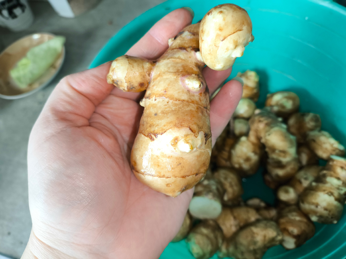 Тифлокомментарий. Я держу в руке клубень топинамбура. Он сантиметров пять в длину, на нем два маленьких клубня-отростка