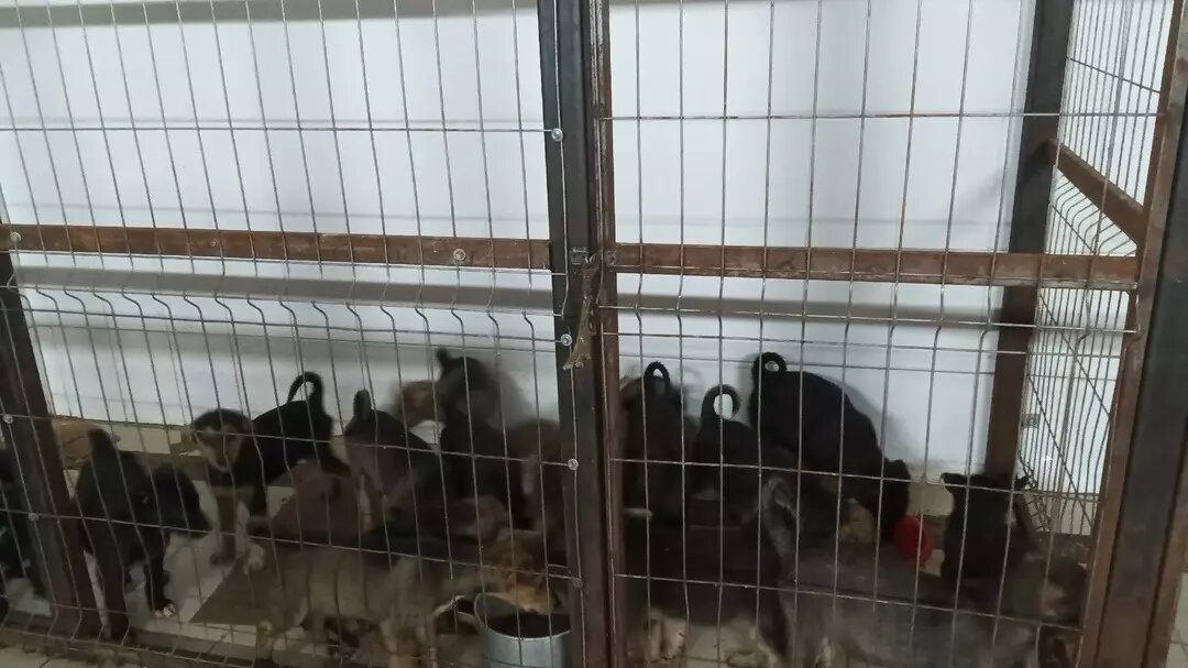     Источник: vc.kom/Елена Демидцева