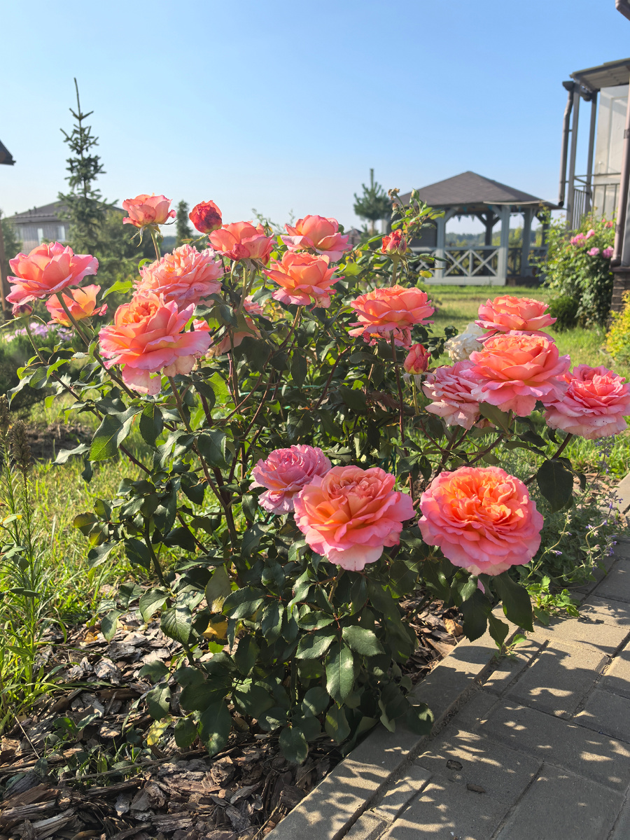 Albrecht Durer, чайно-гибридная роза.