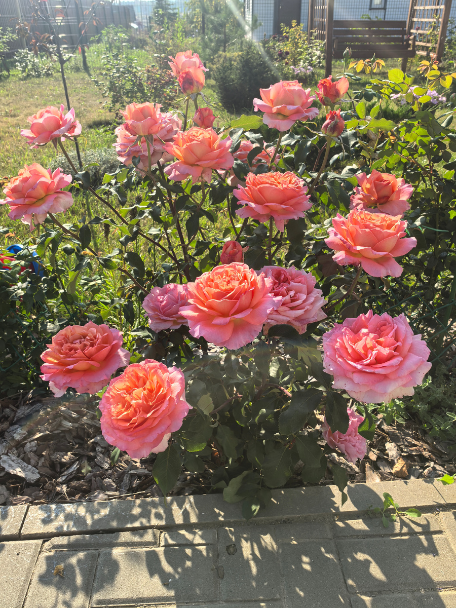 Albrecht Durer, чайно-гибридная роза.