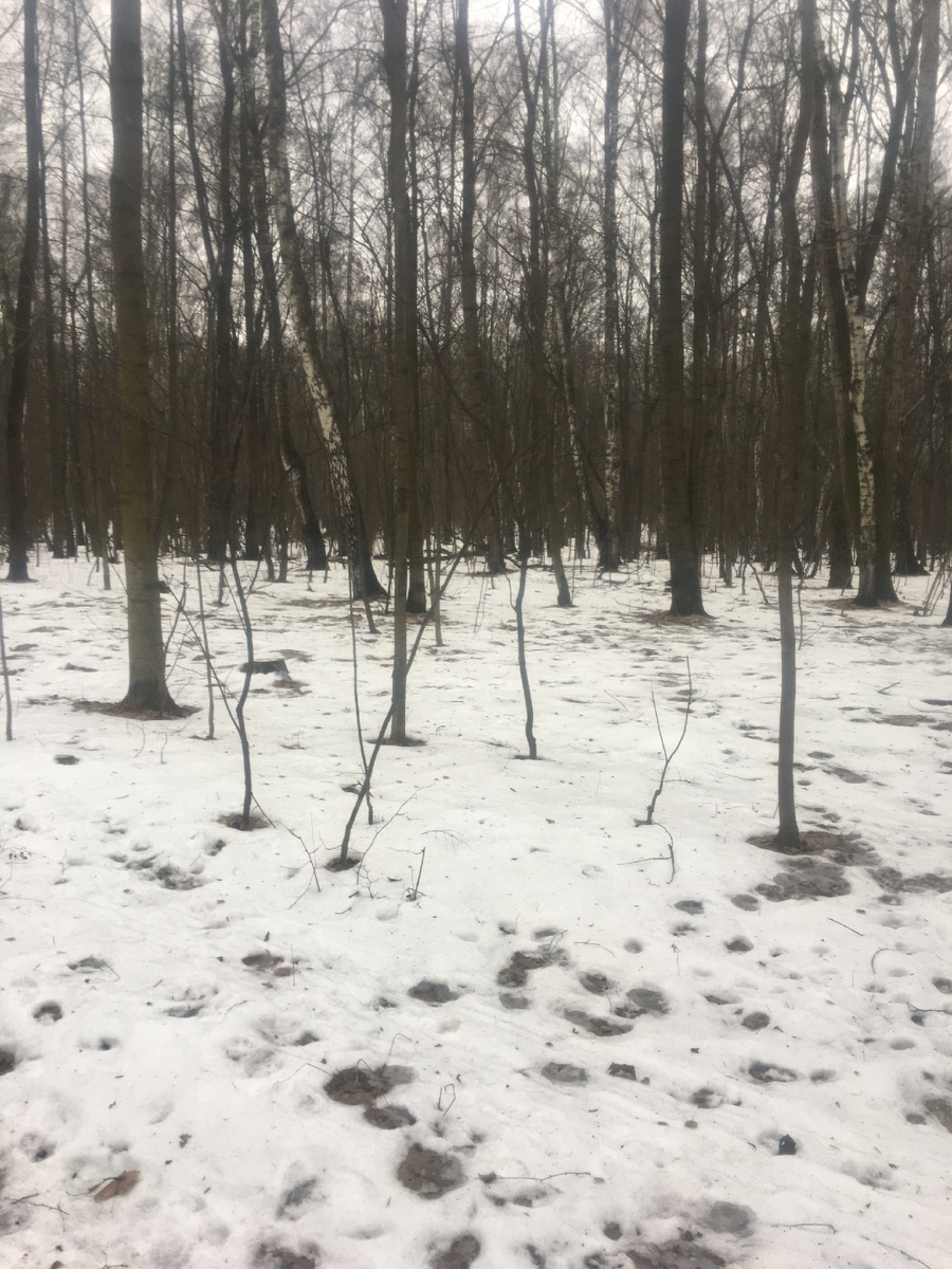 Лосиный Остров 25.01.2025