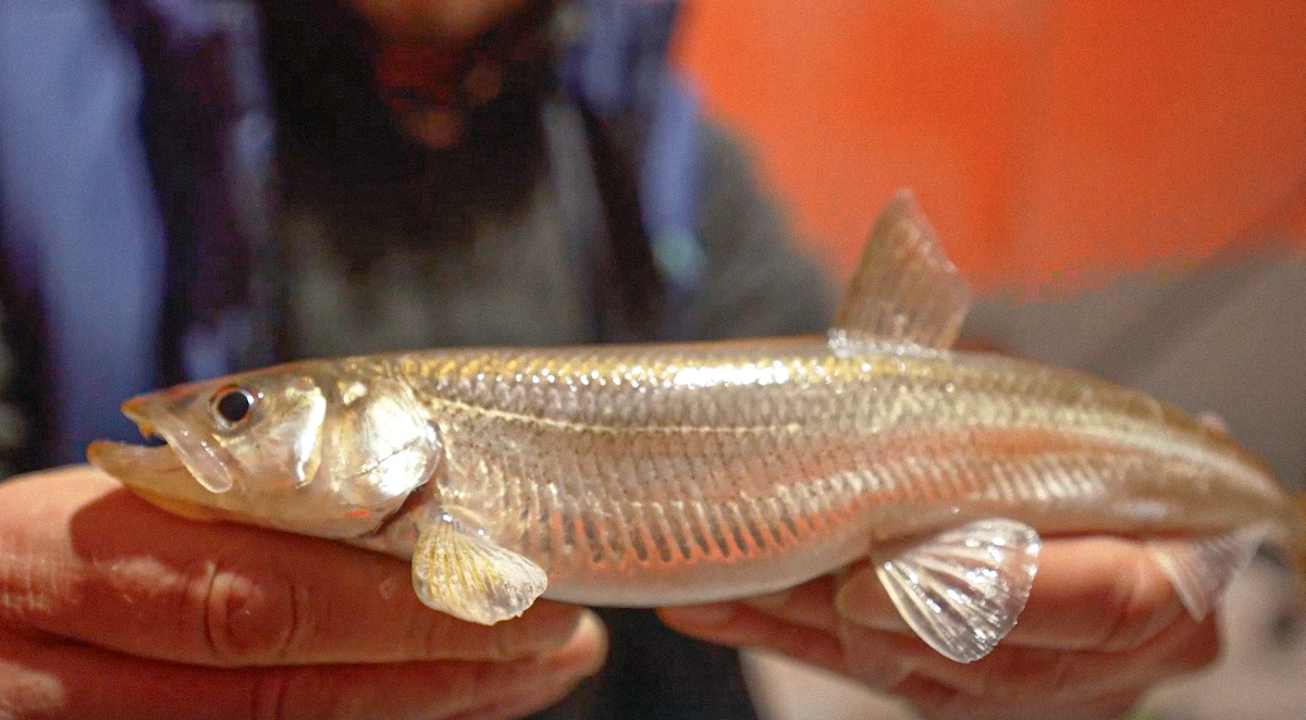 Кадр из передачи «Сладкая РЫБА | С Полем!»/АНО «Ямал-Медиа»