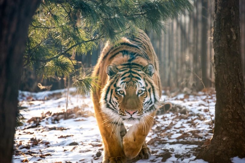    Фото: primamedia.ru Георгий