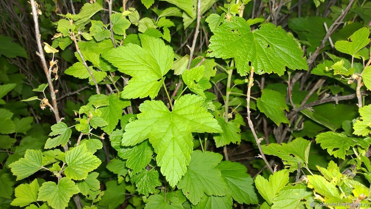 Фото из свободного доступа интернет