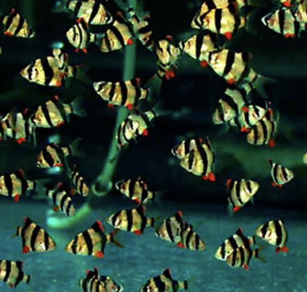 БАРБУСЫ- одна из самых популярных рыбок ! Она популярна среди аквариумистов , как новичков , так и профессионалов . Важно понимать, что барбусы это стайная рыбка ( стая состоит из 6-10 особей ) . БАРБУСЫ довольно задиристые 🐠рыбки и с ними не желательно содержать ( Петушков , гурами ) В еде они довольно не прихотливы ( лично я кормил их мотылём, и сухими кормами ) рыбка очень живучая, и она может стать хорошим выбором для НОВИЧКОВ! Аквариум : от 50 литров и выше ! Грунт желательно галька или песок . Полное видео будет скоро на канале!подпишись🐠