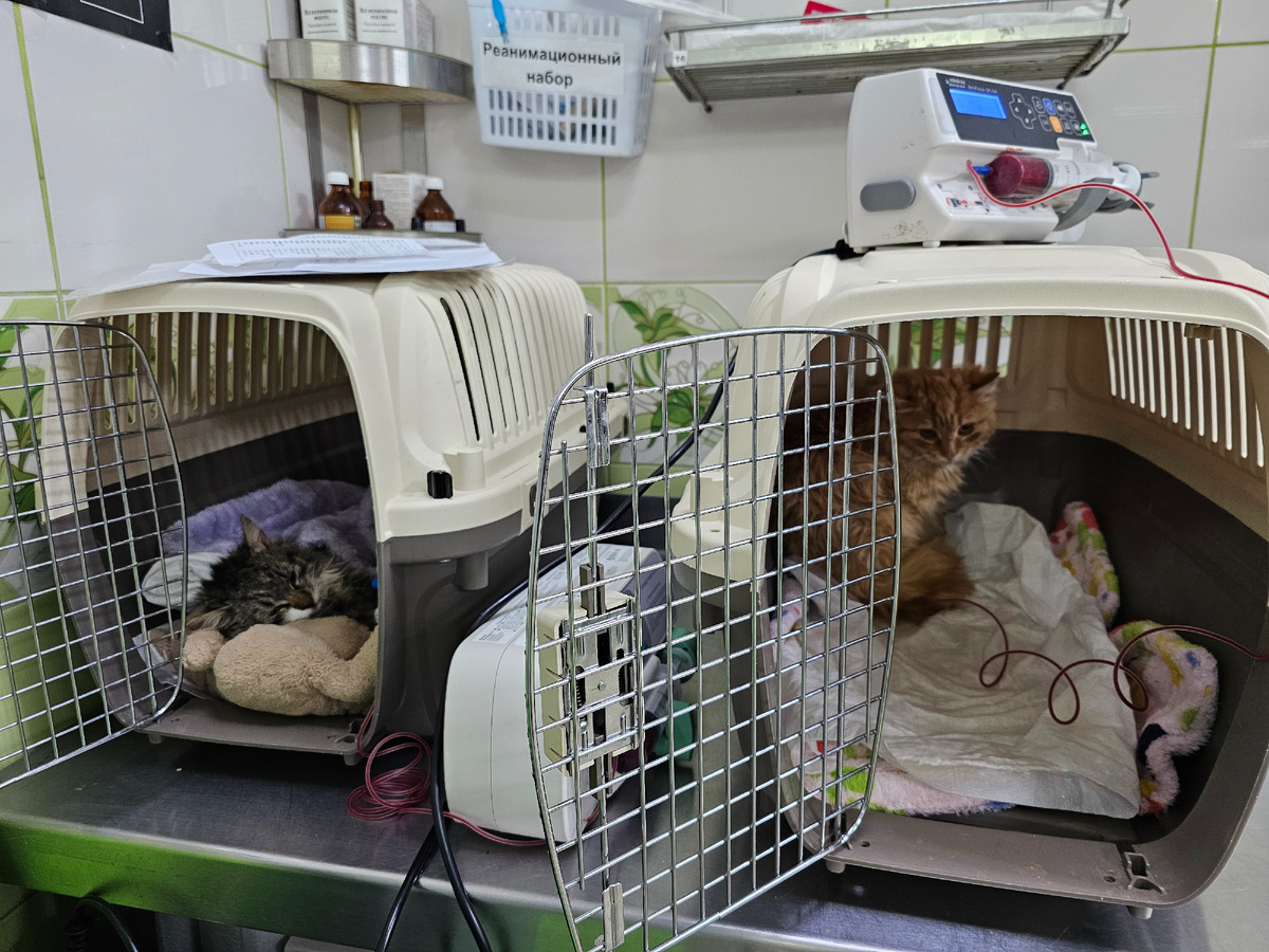 Фото автора. Переливание.