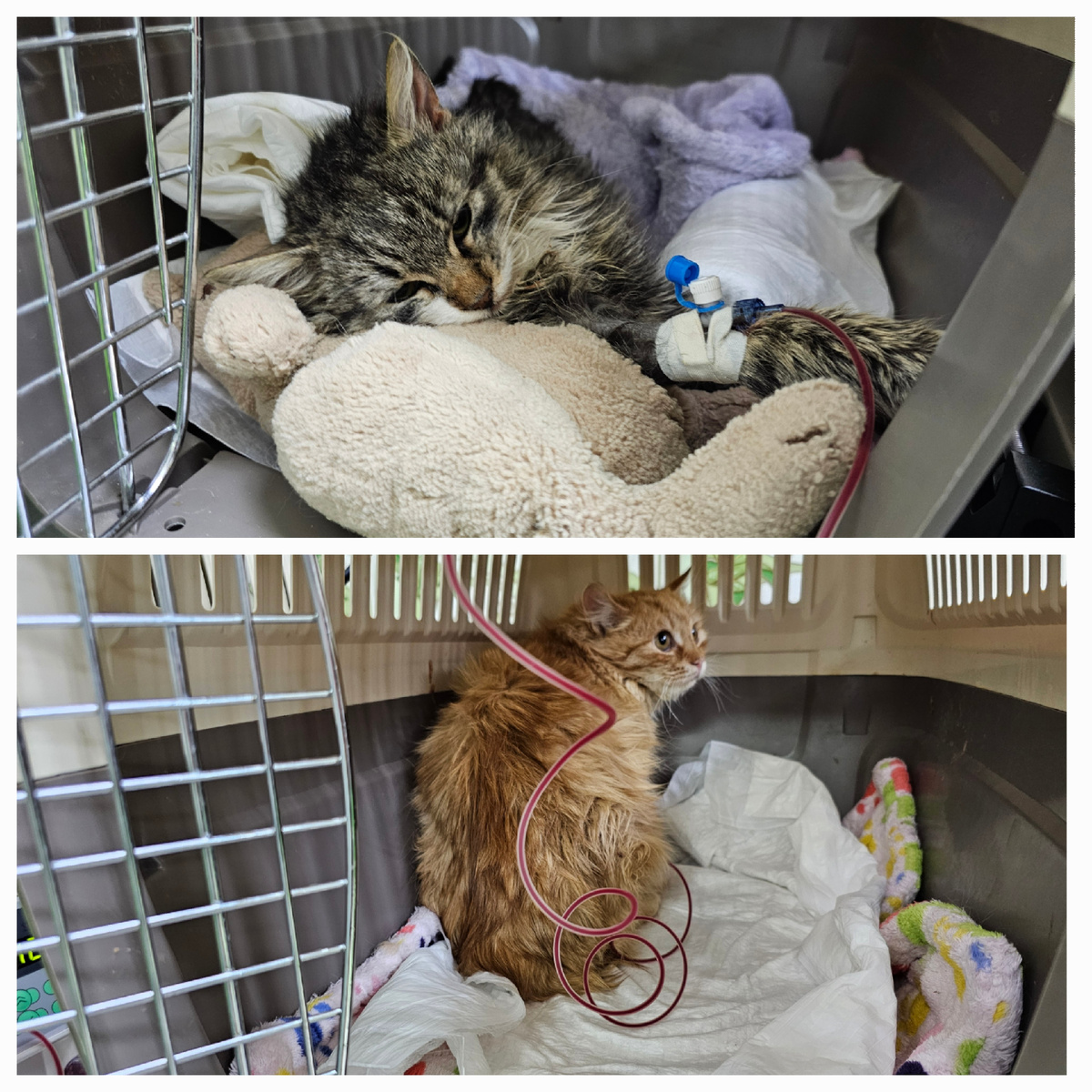 Фото автора. Котят переливаем сейчас.