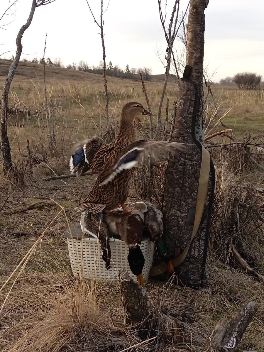 Фото автора. Роковая дама с добычей