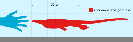 C.germaini в сравнении с человеческой рукой.