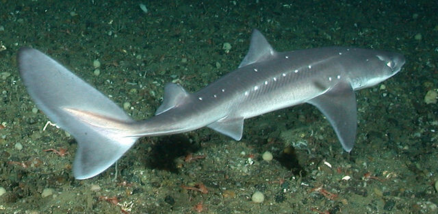 Selachimorpha