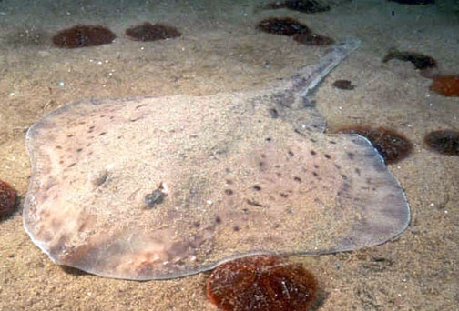 Batomorphy