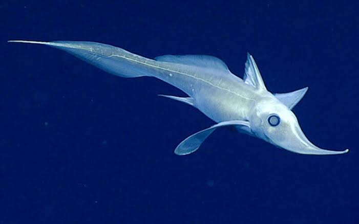 Chimaeriformes