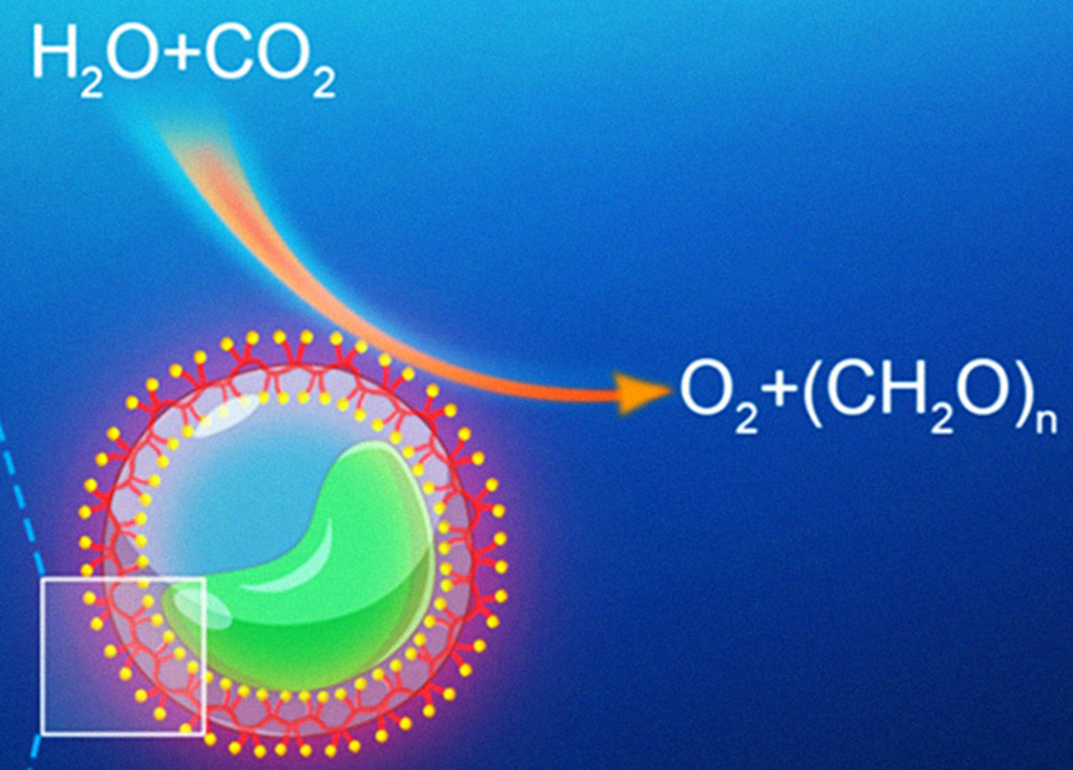 Xin Zhou et al. / Science Advances, 2020