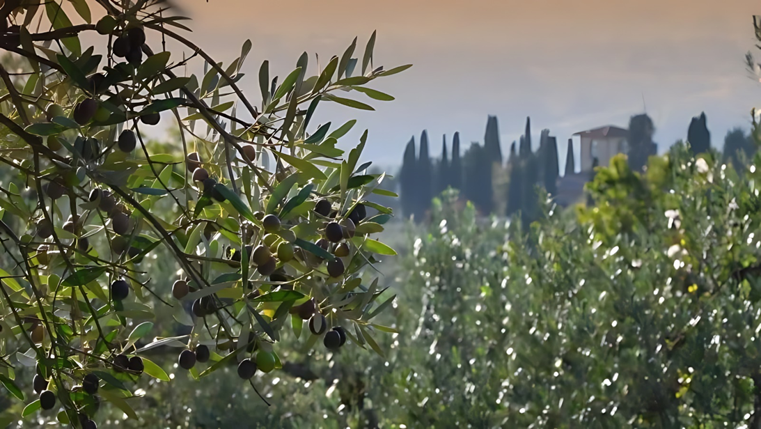 Оливковое дерево где-то в Кьянти