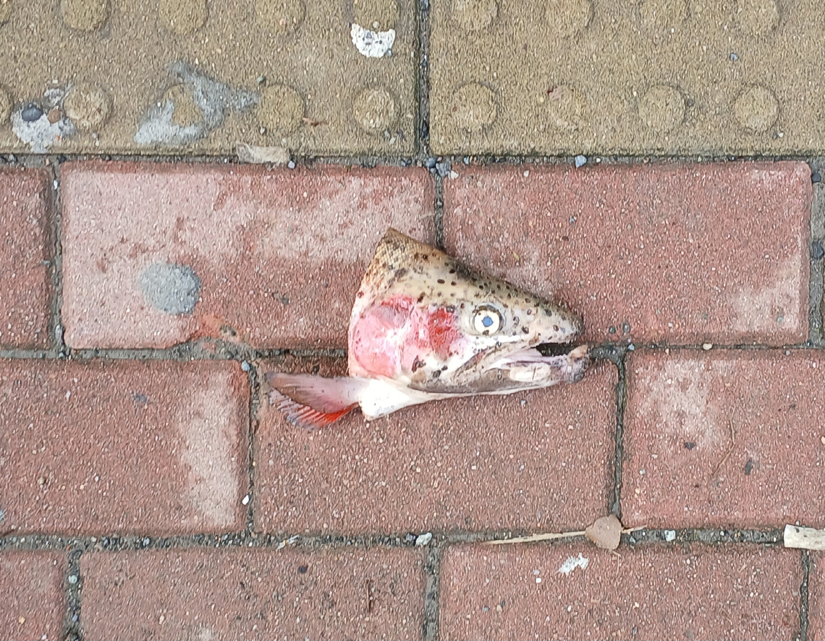 Остатки от рыбы. Батуми