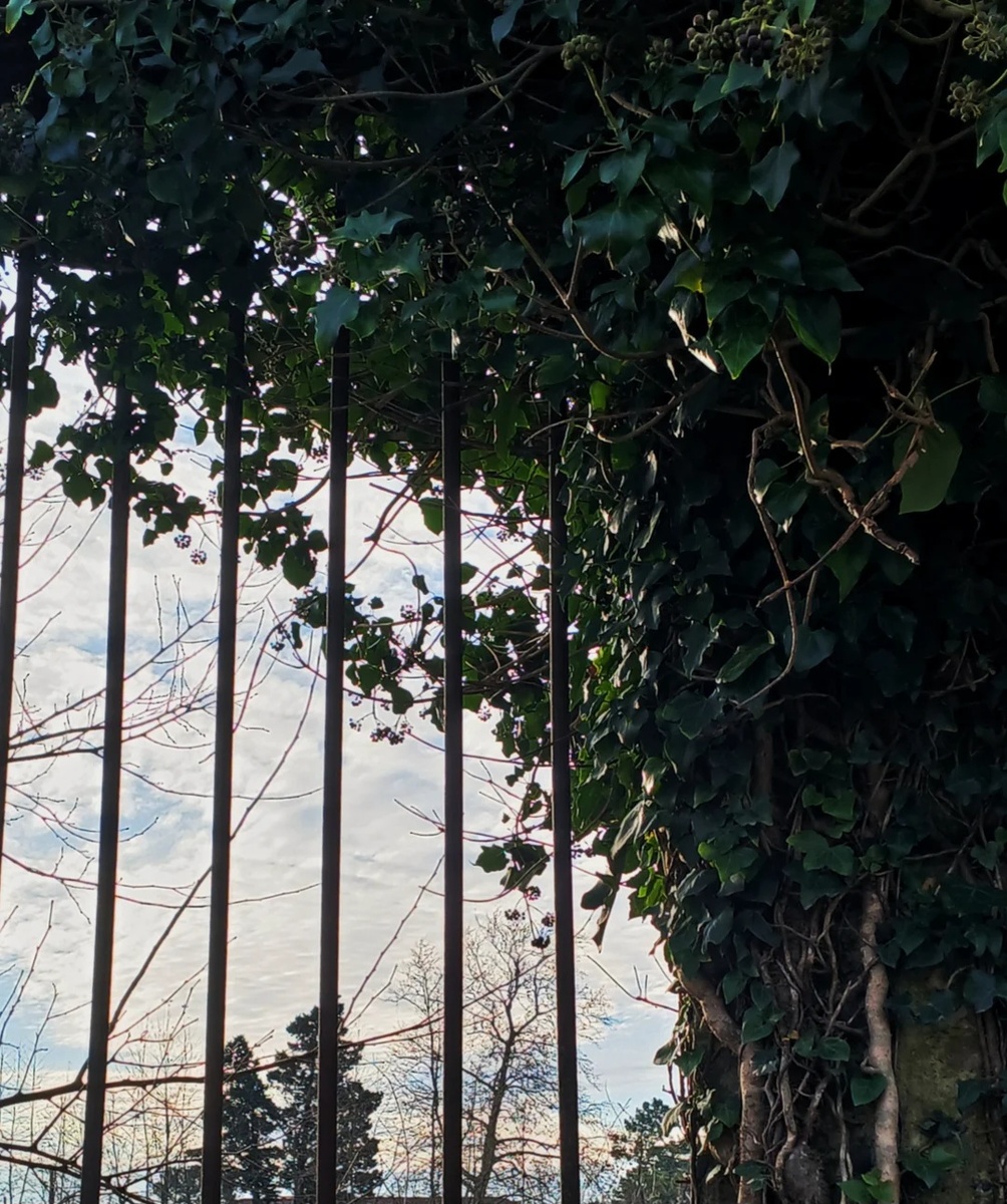 Решётка и природа. Грузия 