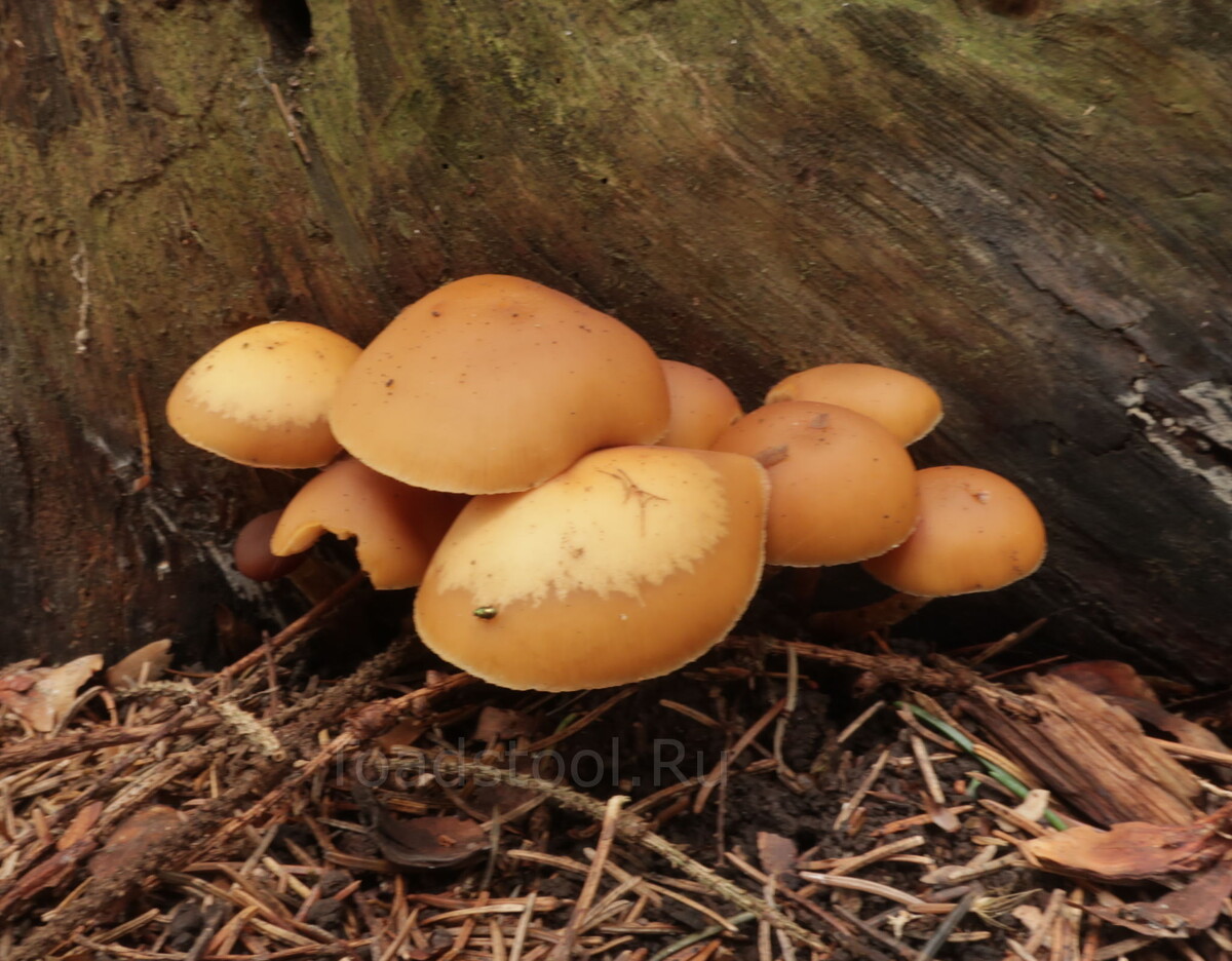 Та самая кучка галерин, которую действительно можно спутать с летним опёнком (фото И.Лебединского)
