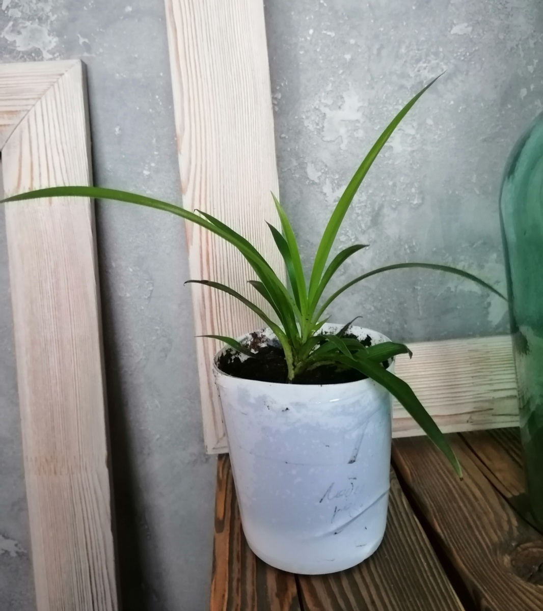 Начала с хлорофитума, мне их довольно много надо подготовить по задумке. 