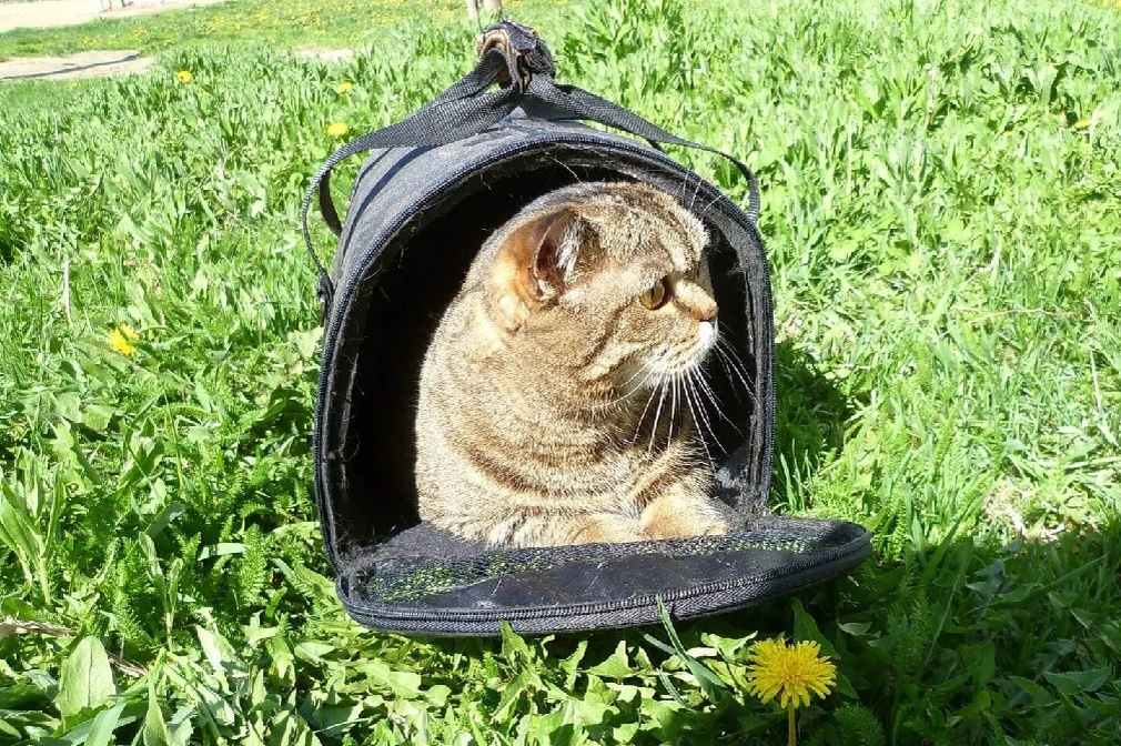 Вот так Муся гуляет летом! (фото автора)