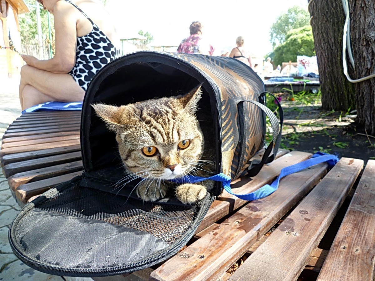 Вот так Муся загорает на пляже! (фото автора)
