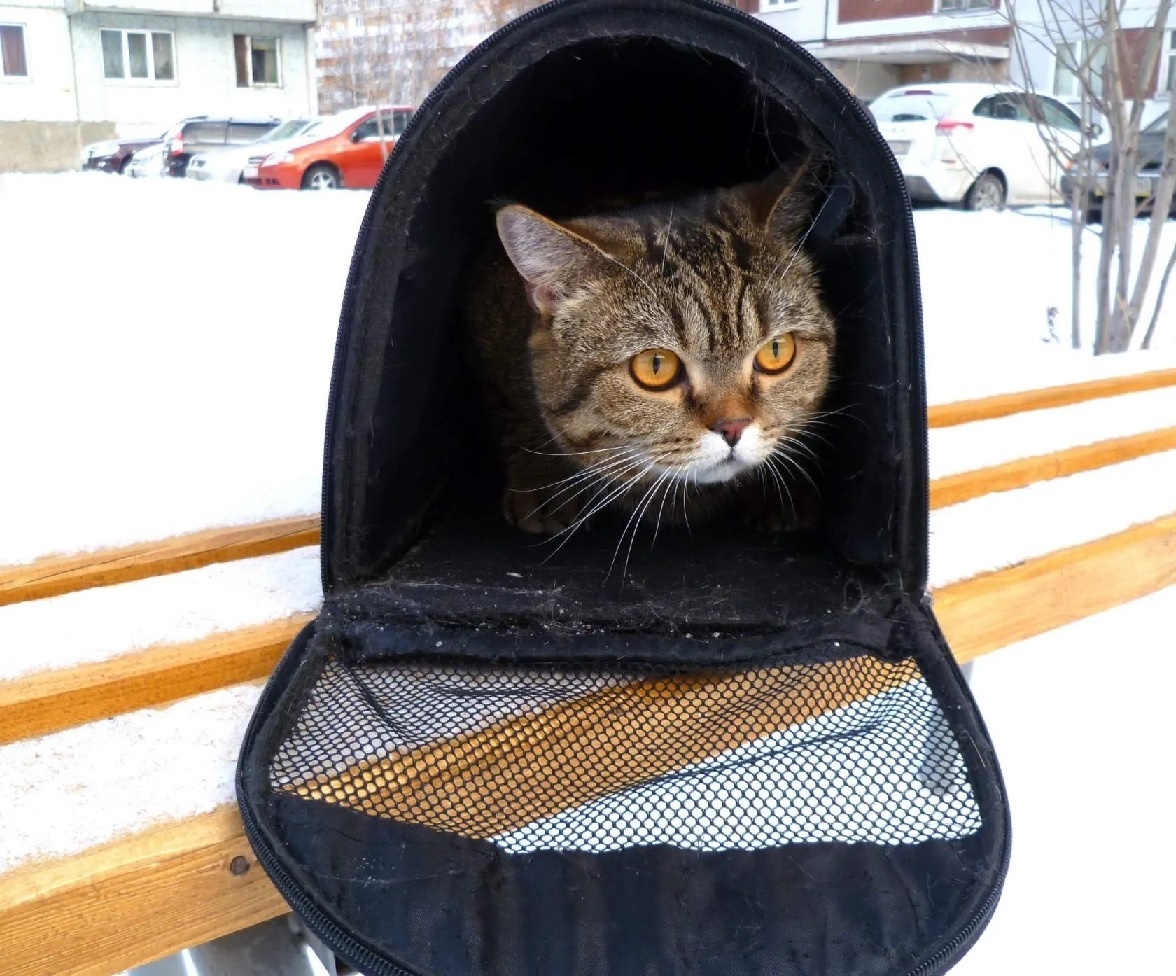 Вот так Муся гуляет зимой! (фото автора)